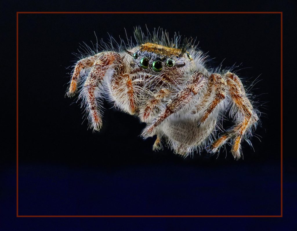 Spider - Neal Thompson